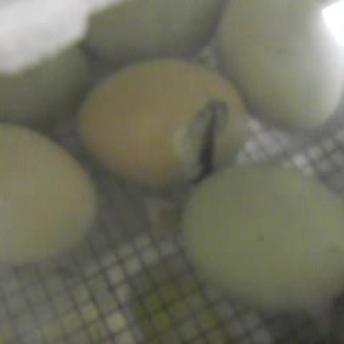 Chicken hatching from egg