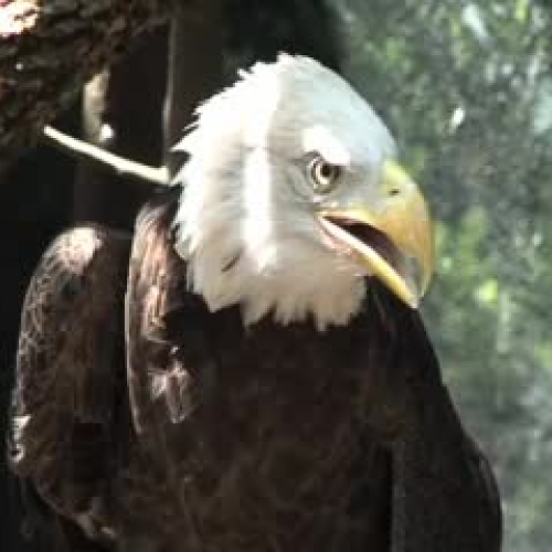 Liberty the Bald Eagle