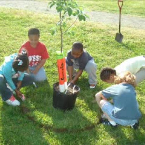 Planting a Tree