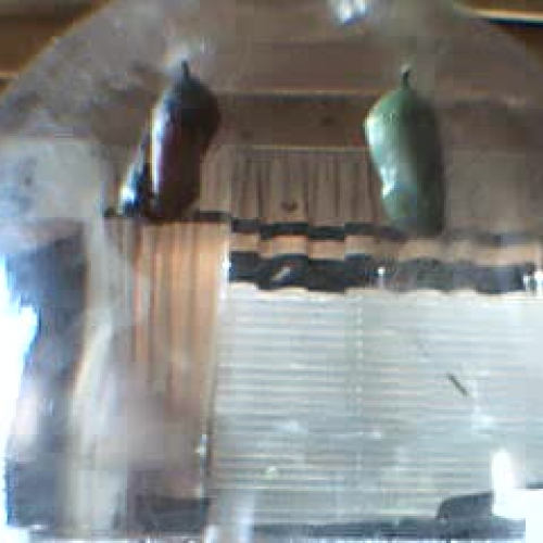 Monarch Butterfly Emerging