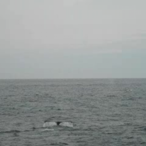 whales