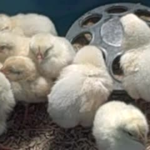Baby Chickens Video