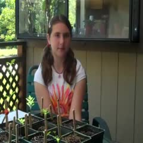 What environment do plants grow best in?