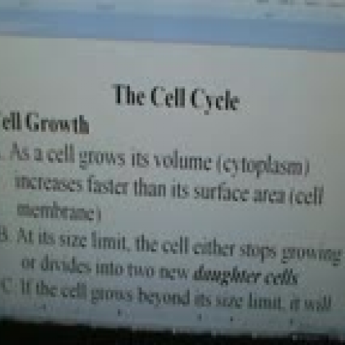 cell cycle