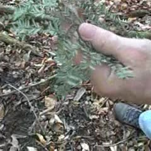 Hemlock identification