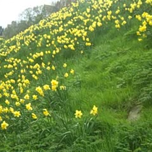 Daffodils