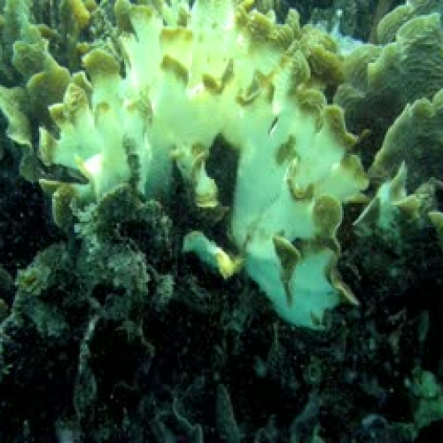 Save Coral