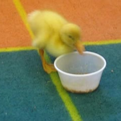 Tweety Eating