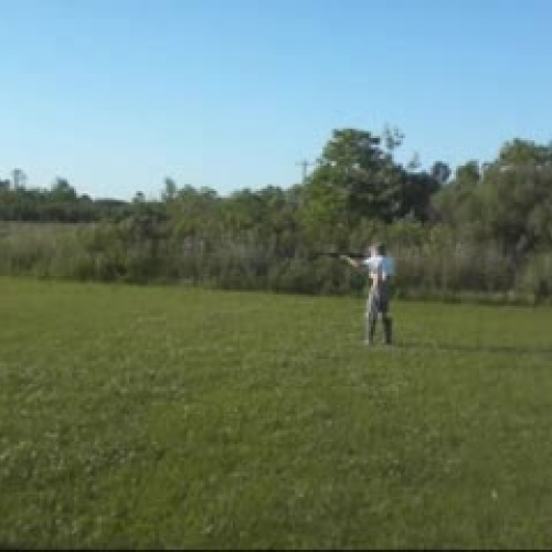 The Endangerd Grey fox