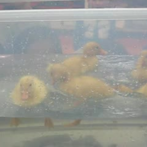 Five ducks go for a swim