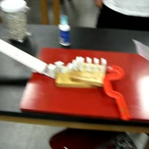 Roach Feeder Velez Safety Harbor Middle