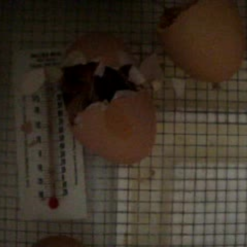 Chick Hatching