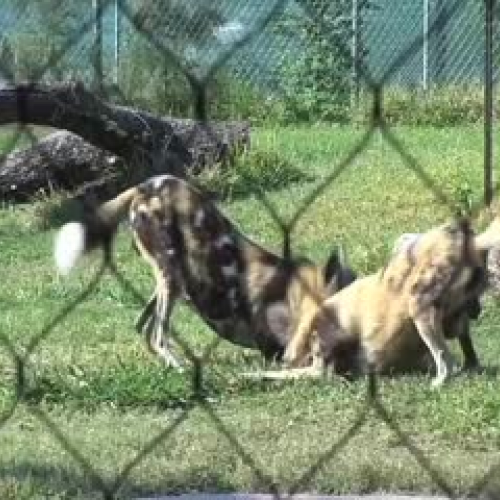 African Wild Dogs