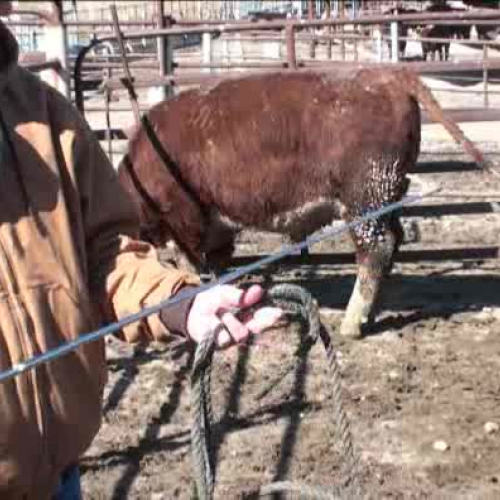 halter breaking of beef cattle Part 1