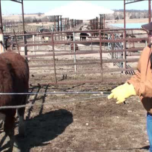 halter breaking of beef cattle Part 2