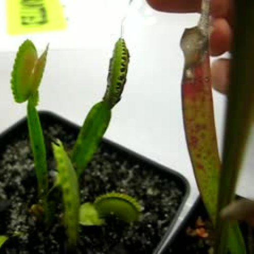 Venus Fly Trap