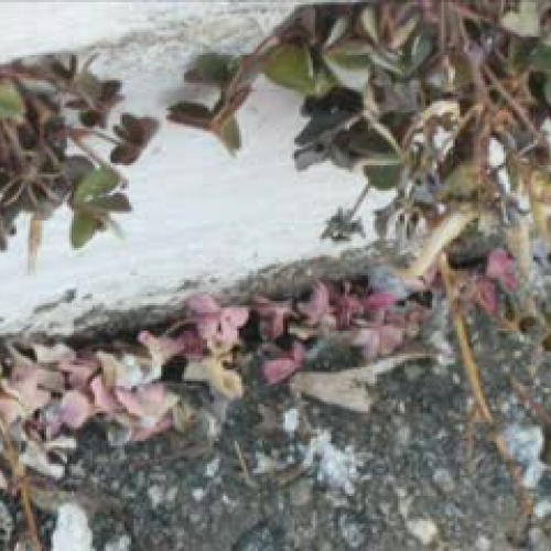 Science Video Students