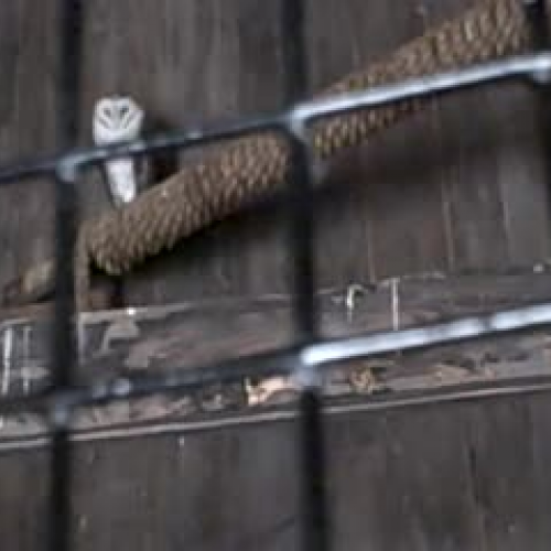 Barn Owl zoo