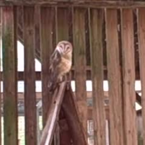 Milton Barn  Owl