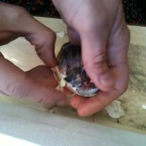 chicks hatching