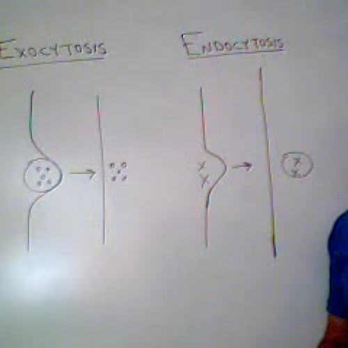 Exocytosis vs. Endocytosis