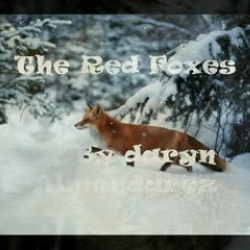 Red Foxes