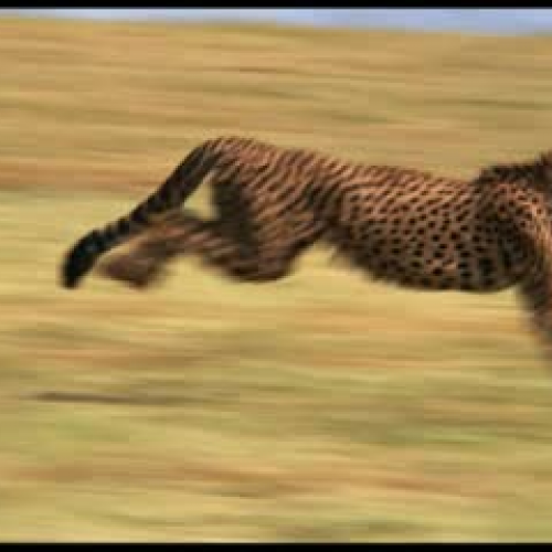 Cheetah