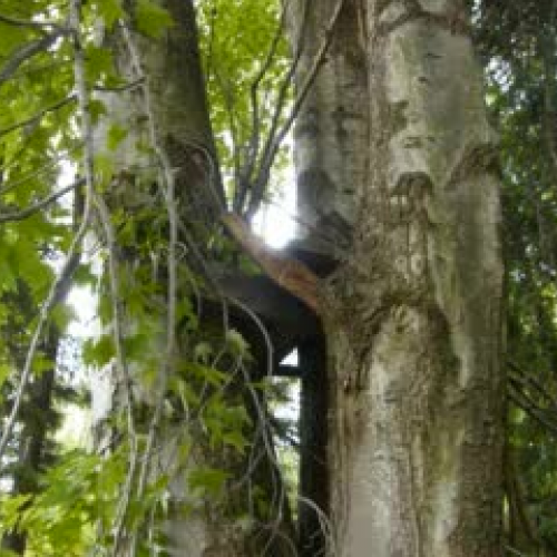 Hunting Laws in Mercer PA