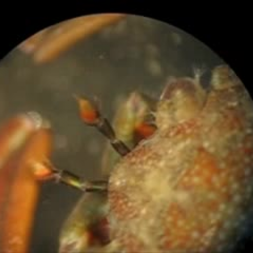 Antennule flicking by a marine crab