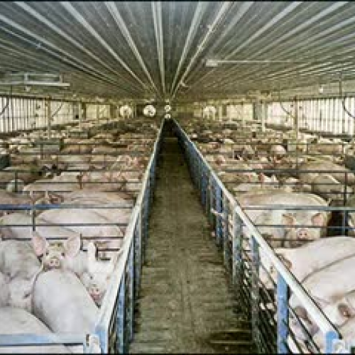 Factory Farming