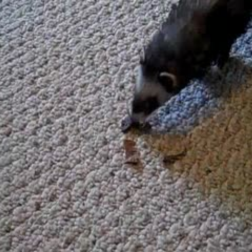 Kindergarten Learning Celebration 2010