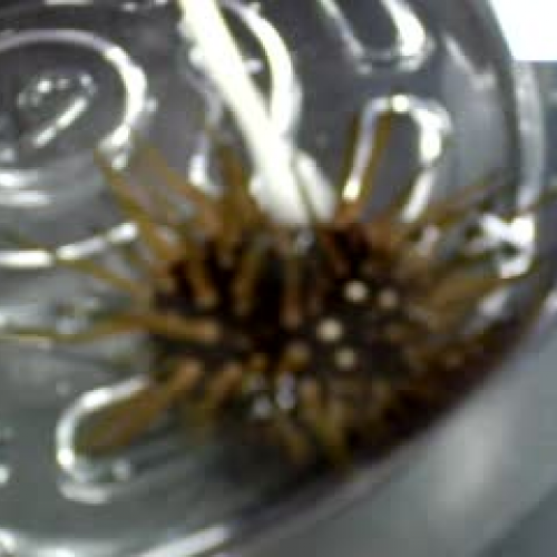 Authentic Invertebrate Investigations - Sea U