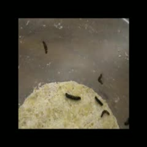 Caterpillars Arrive 2
