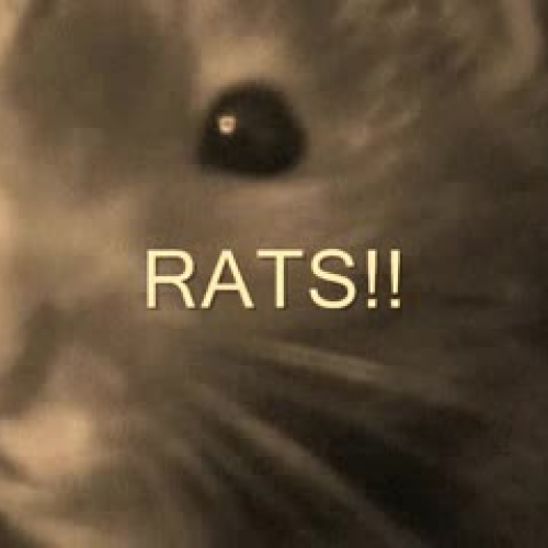 Bubonic Plague Trailer