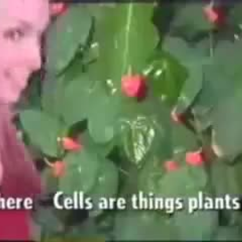 Mitosis Video FUNNY