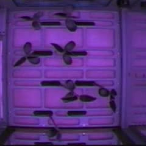 NASA Research: Plants in Space &amp; Wind Tun