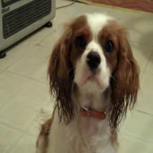 Ginger the cutest puppy