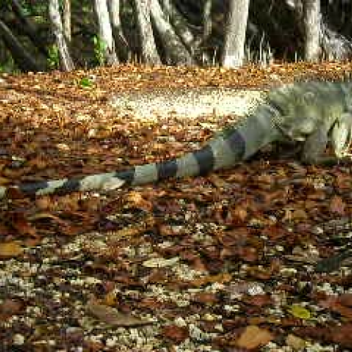 Iguana
