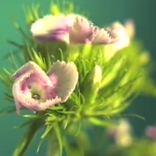 Time Lapse of Flowers Opening