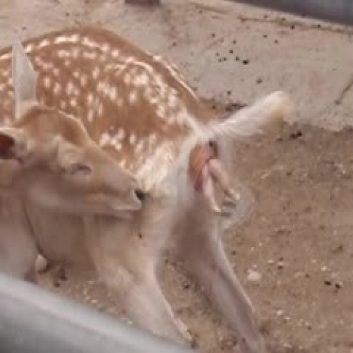 Deer Birth Experience