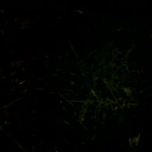 Nightcrawler Hunting #1