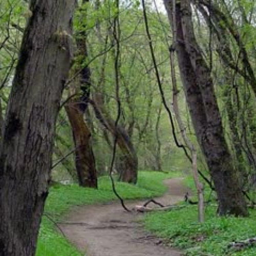 The American Civil War; A Family Divided