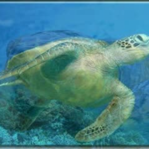 Endangered Sea Animals