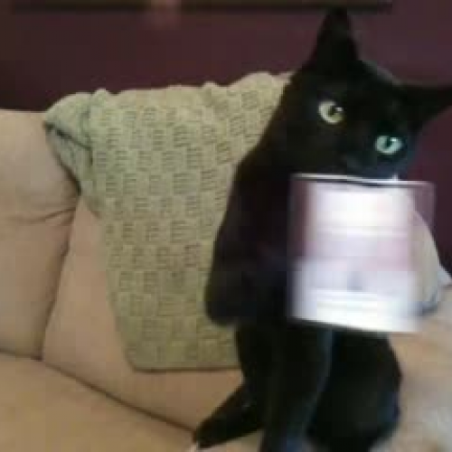 ModeKitty vs the ID Card