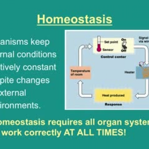 Nervous System: Introduction