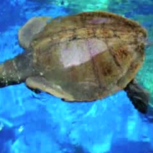 Sea Turtle Conservation
