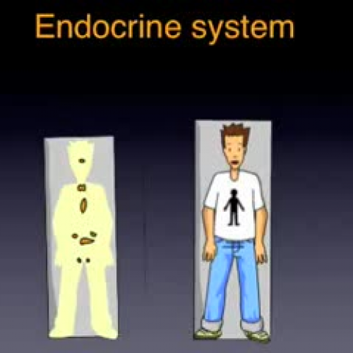 Endocrine System