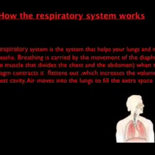 Respiratory System