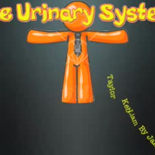 Urinary System