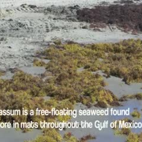 Sargassum